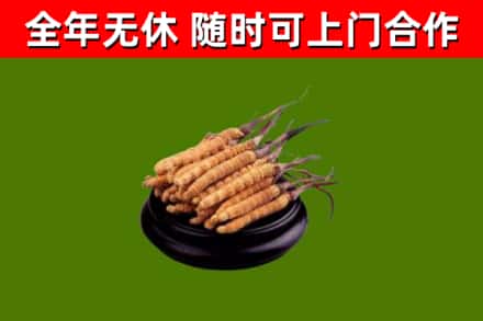 绥中回收冬虫夏草